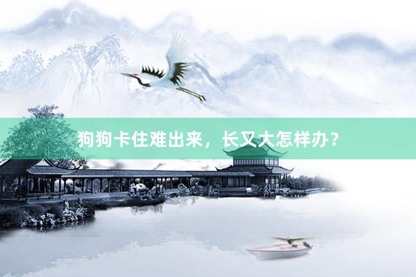 狗狗卡住难出来，长又大怎样办？